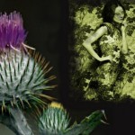 Are You A Subdued Wallflower or a Spiky Thistle?