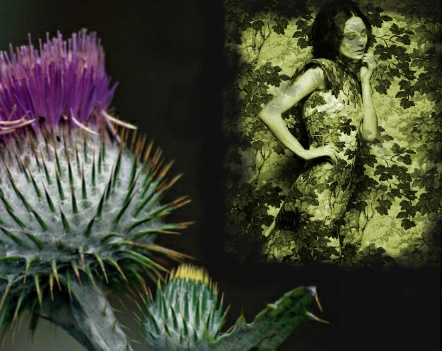 Spiky Thistle-Wallflower